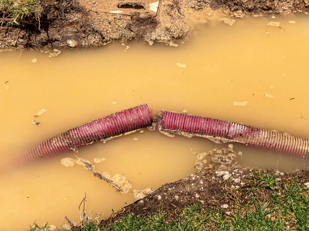 Best Professional water damage repair  in Crookston, MN